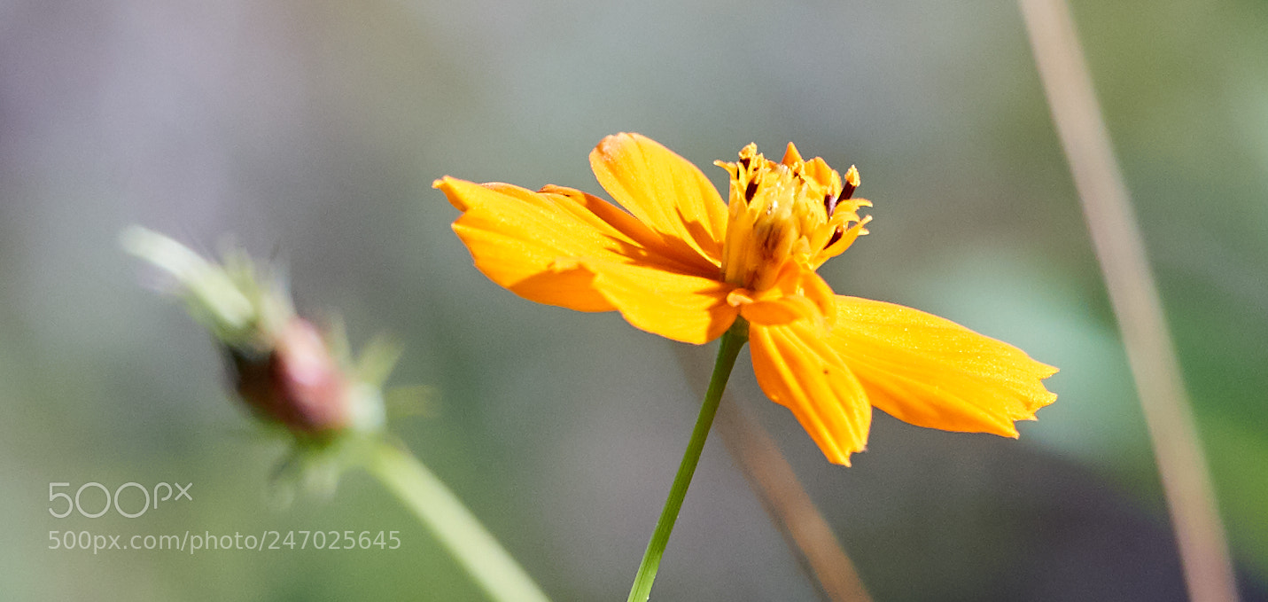 Canon EOS-1D X Mark II sample photo. 02-22-18-0004749.jpg photography