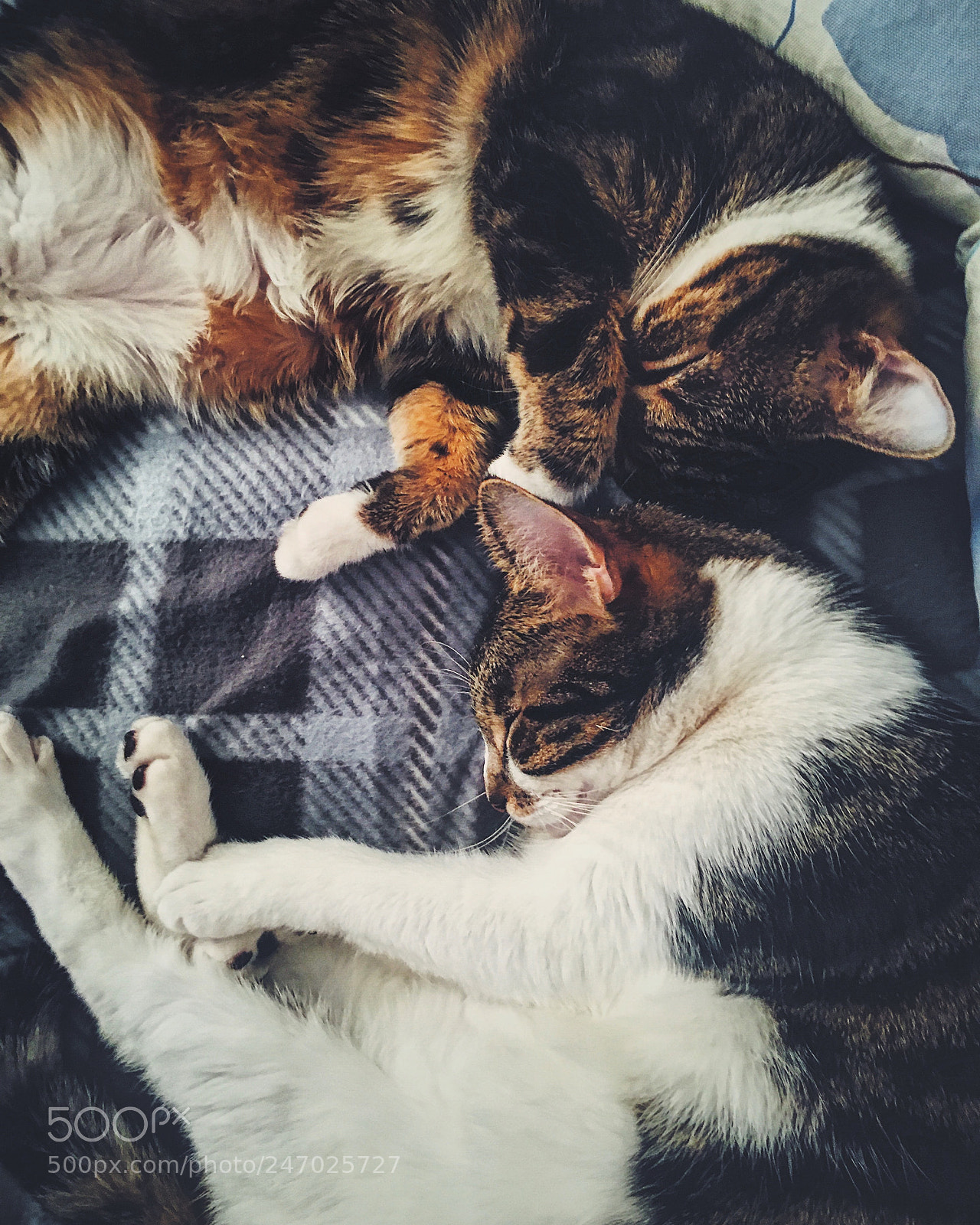Apple iPhone 6s sample photo. Cat snuggles photography
