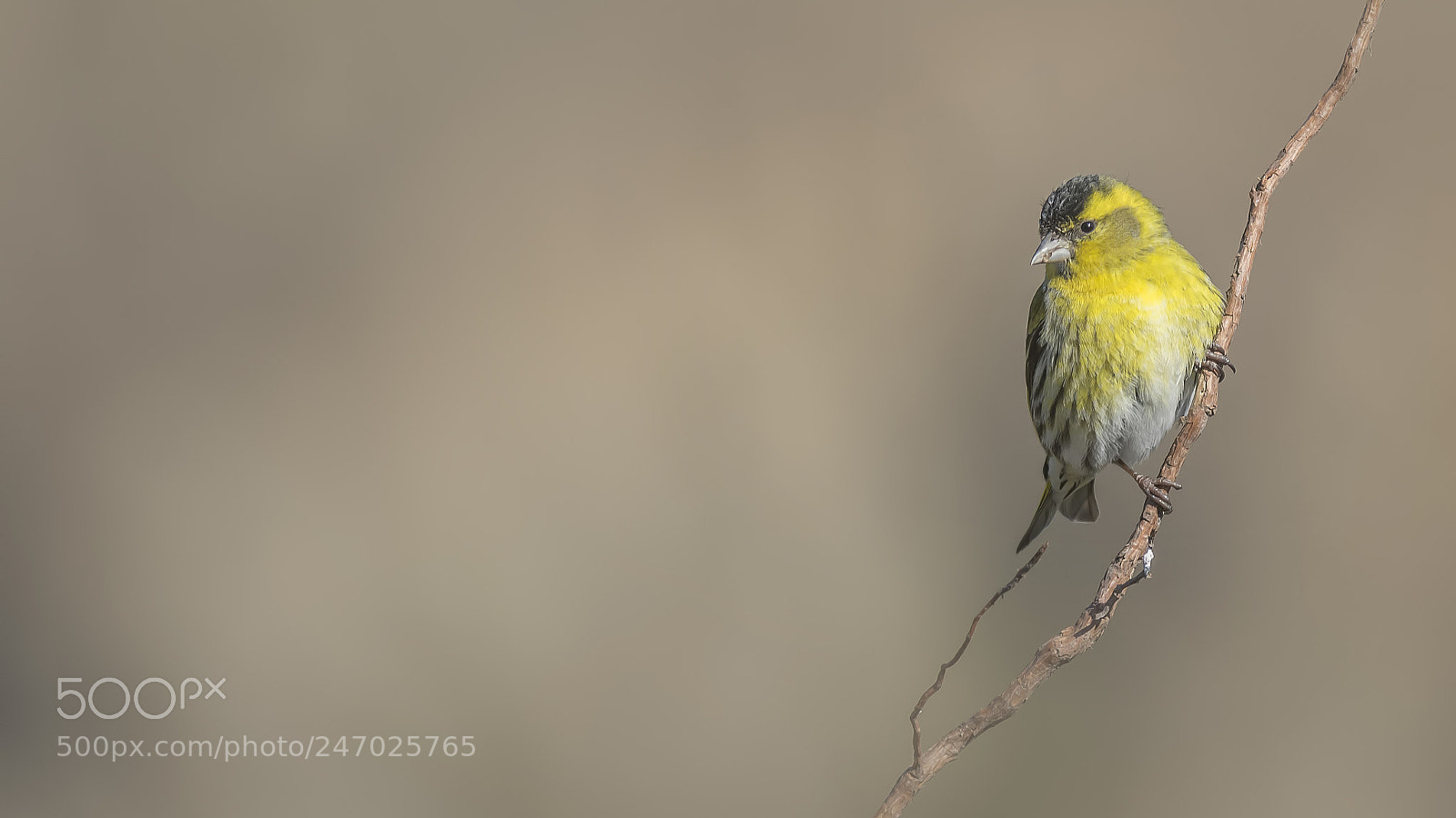 Nikon D810 sample photo. Cardueluis spinus photography