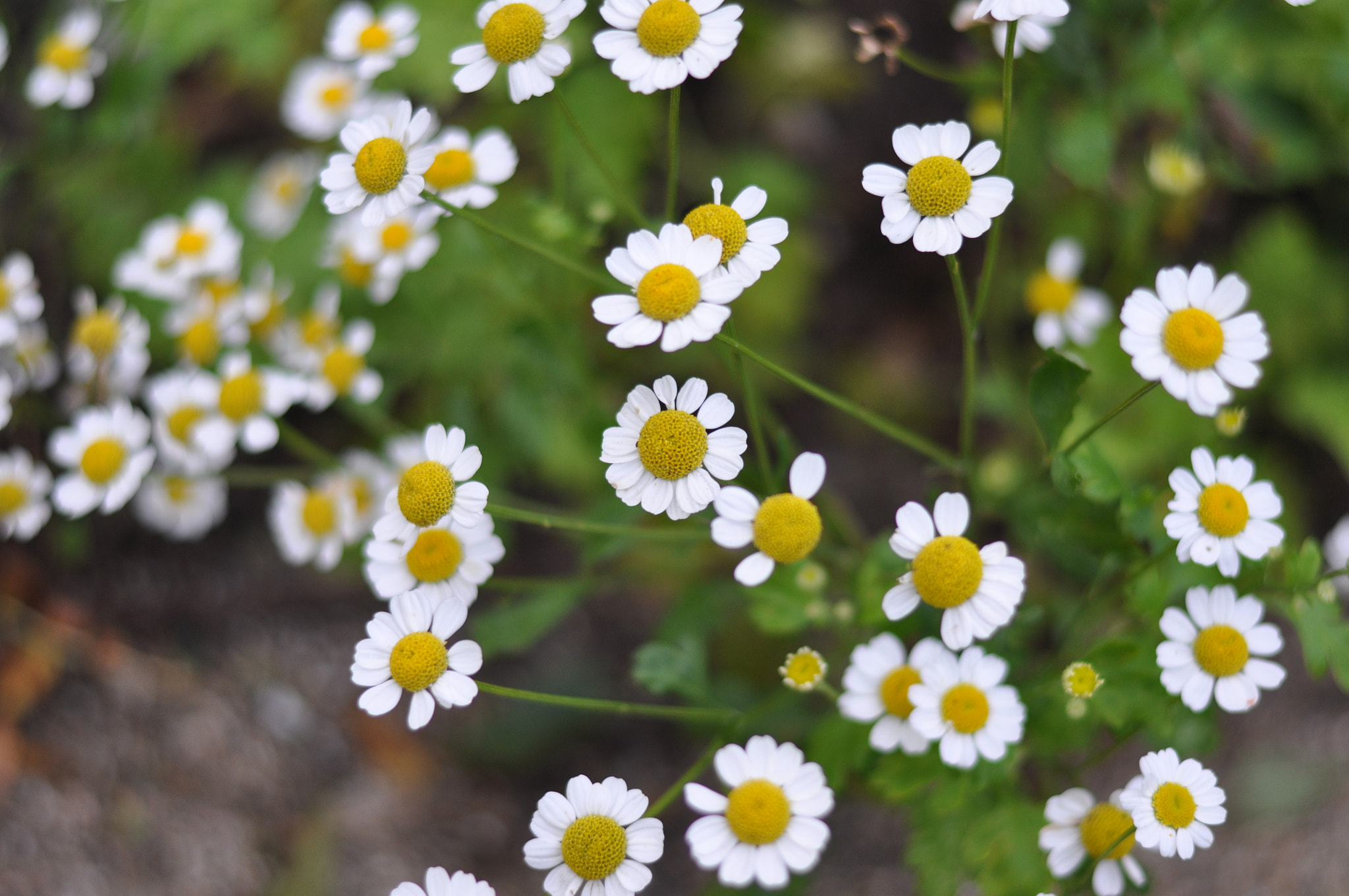 Nikon D90 + Nikon AF-S Nikkor 50mm F1.8G sample photo. Daisy flower photography