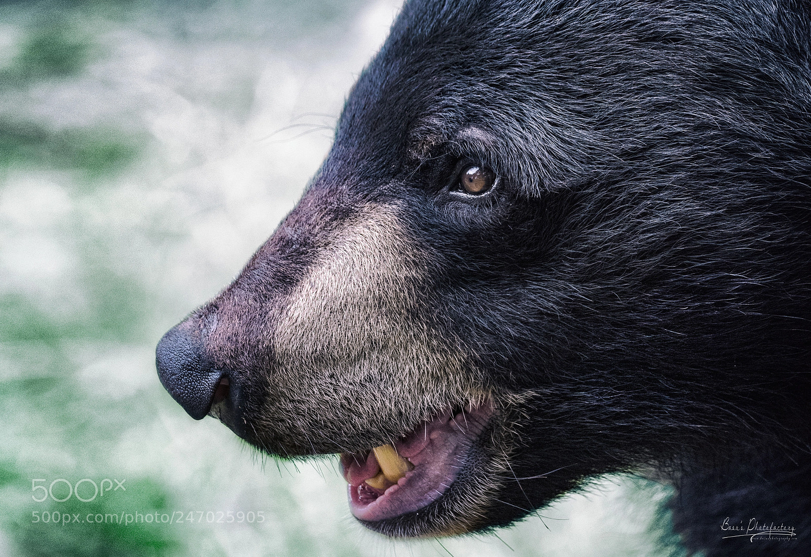 Nikon D810 sample photo. Asian black bear photography