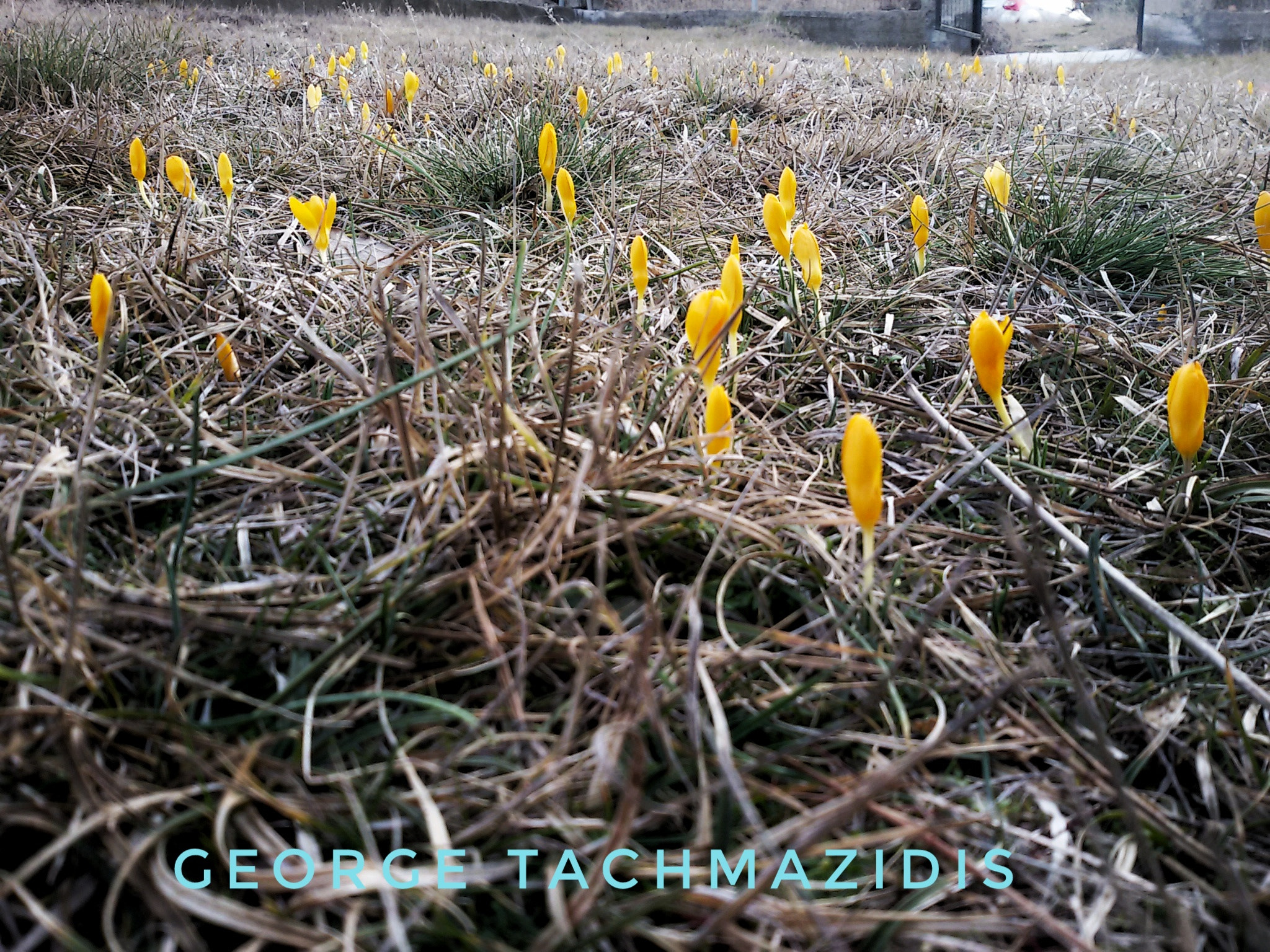 Samsung Galaxy S3 Neo sample photo. Spring is coming photography