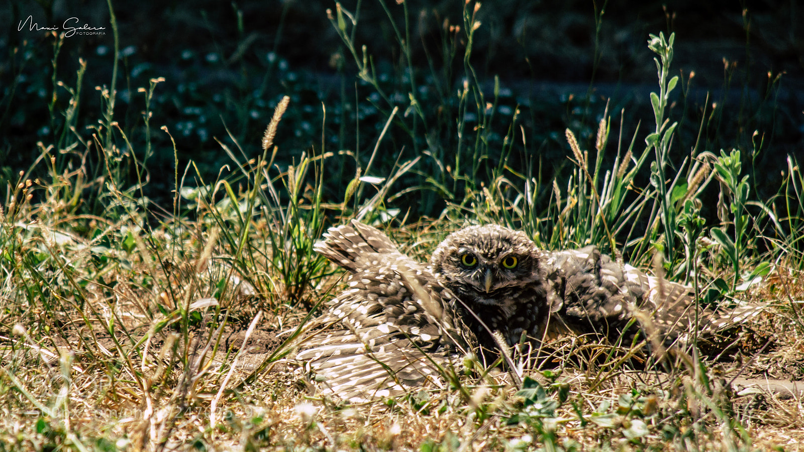Nikon D3100 sample photo. Hidden owl photography