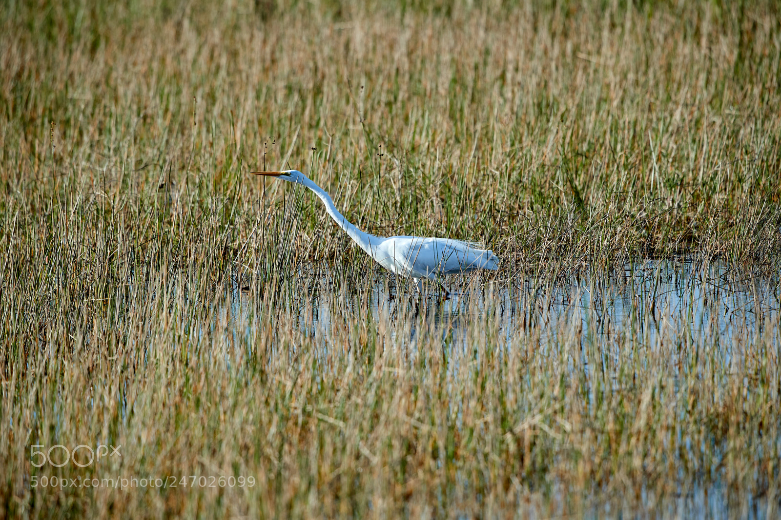 Canon EOS-1D X Mark II sample photo. 02-22-18-0004766.jpg photography