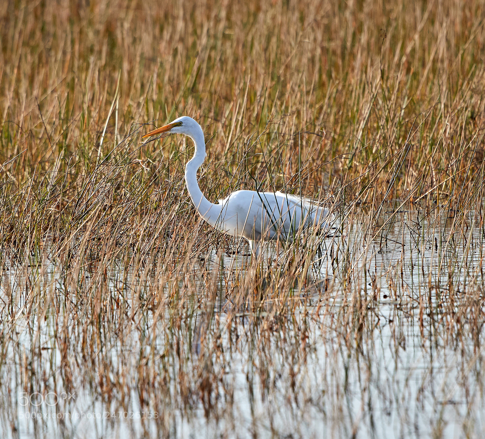 Canon EOS-1D X Mark II sample photo. 02-22-18-0004769.jpg photography