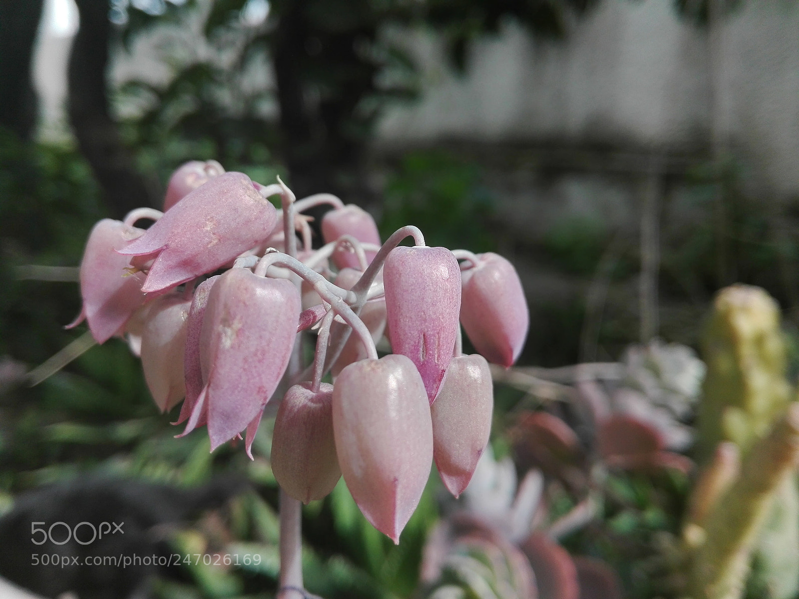 HUAWEI Y6II sample photo. Flower photography