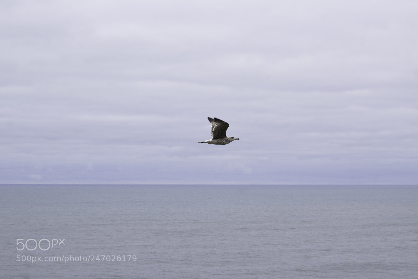 Canon EOS 1200D (EOS Rebel T5 / EOS Kiss X70 / EOS Hi) sample photo. Seagull flying photography