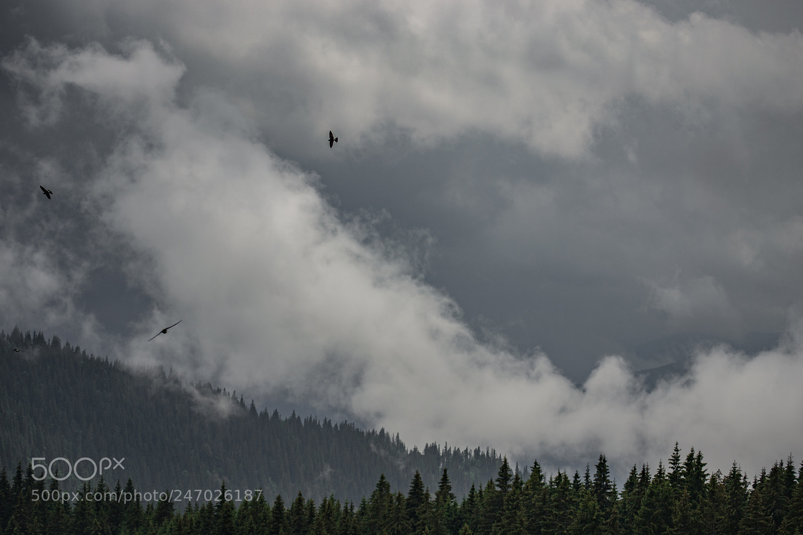 Nikon D3100 sample photo. After the storm photography