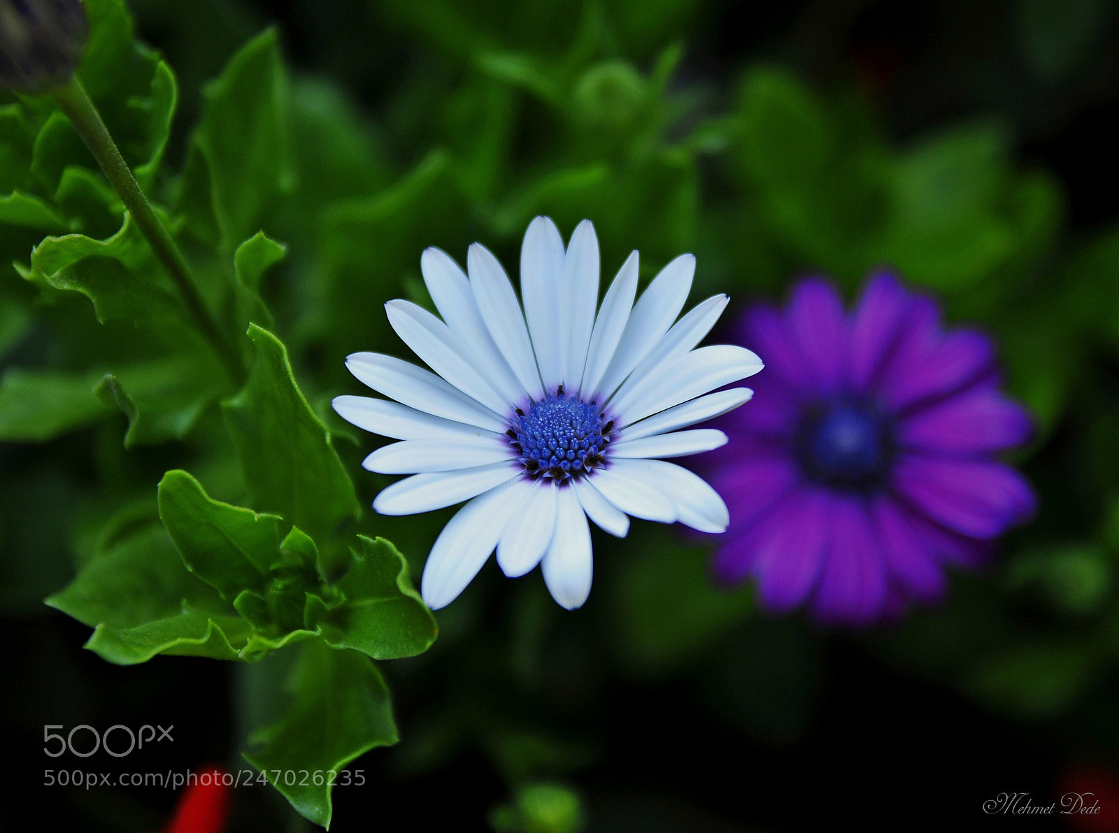 Nikon D300S sample photo. Flovers photography
