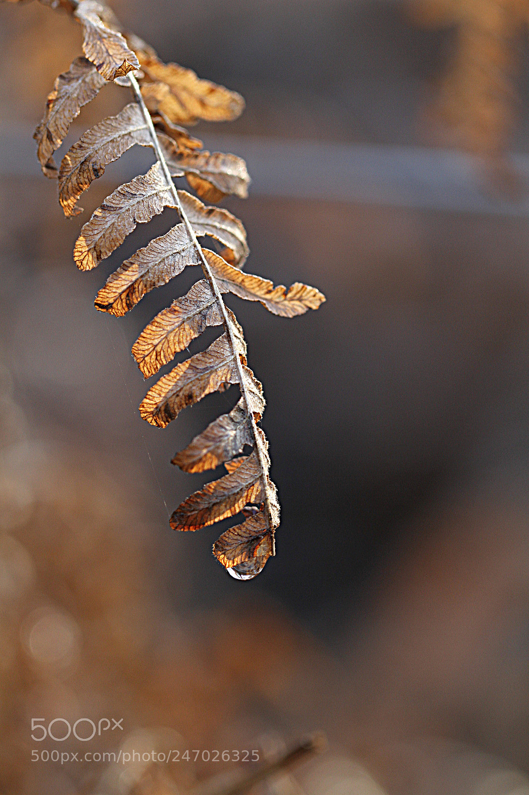 Canon EOS 7D sample photo. Macro droplet photography