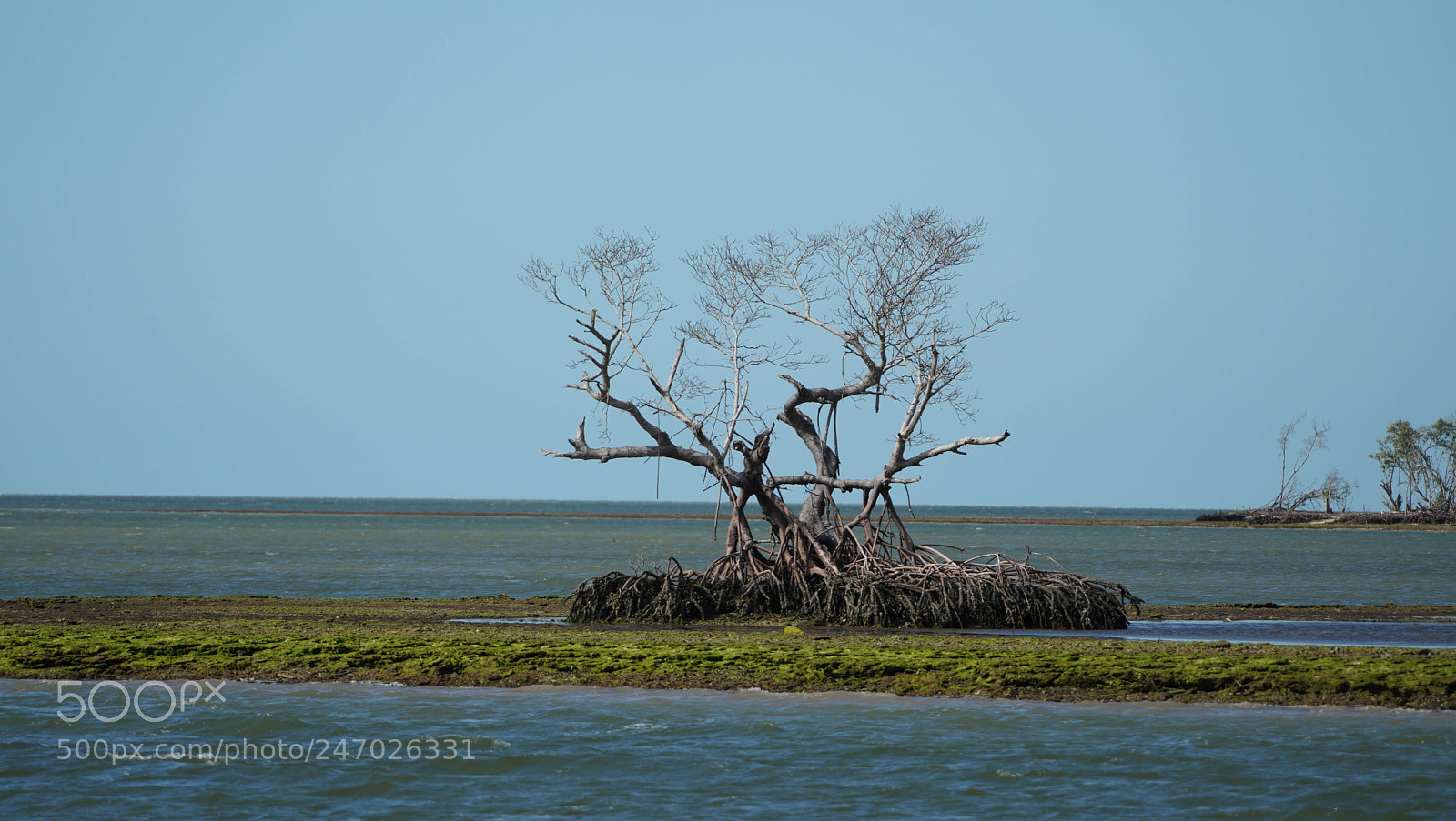 Sony a7R III sample photo. Everglades photography