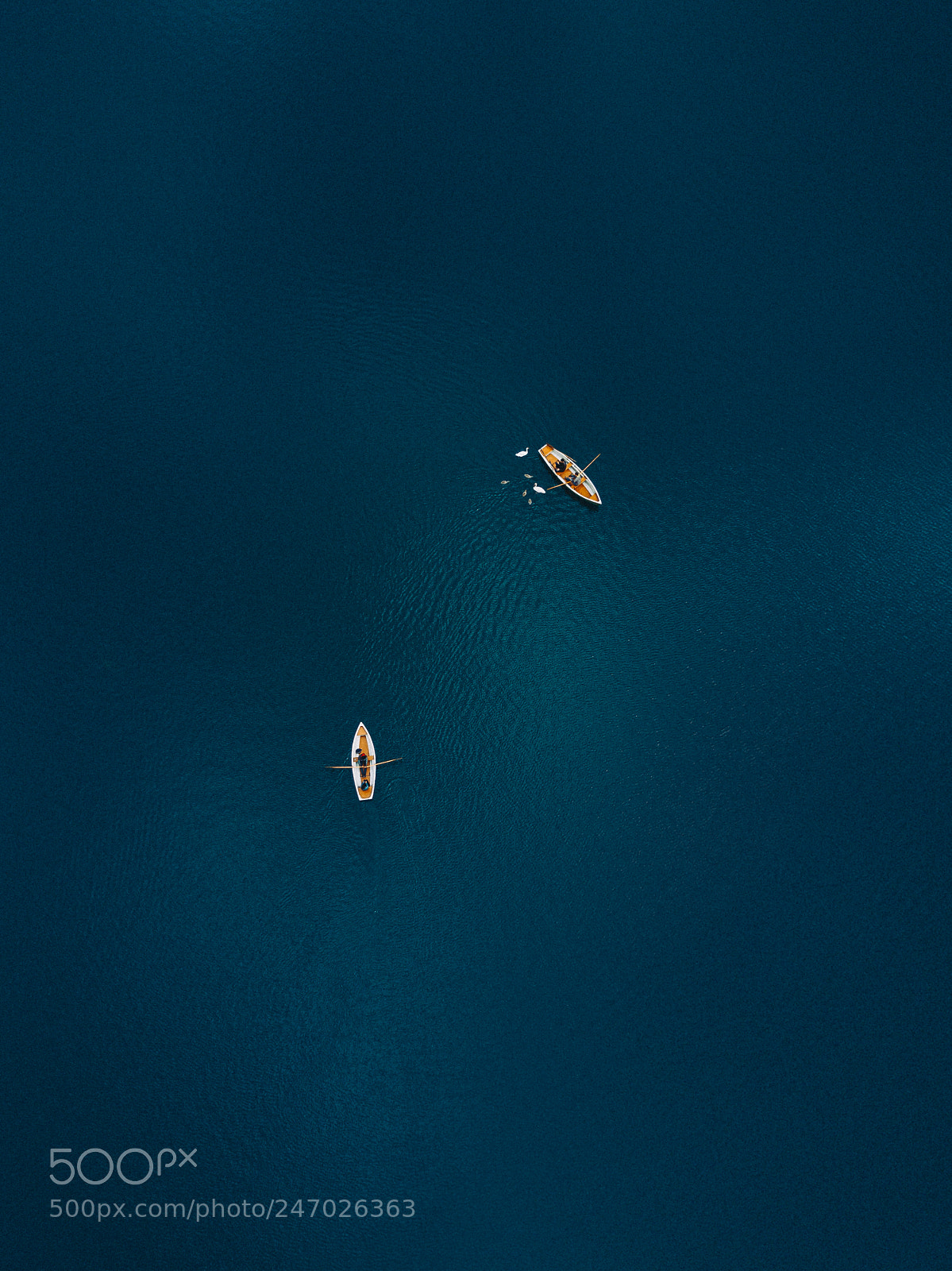 DJI FC220 sample photo. Feeding swans in the photography