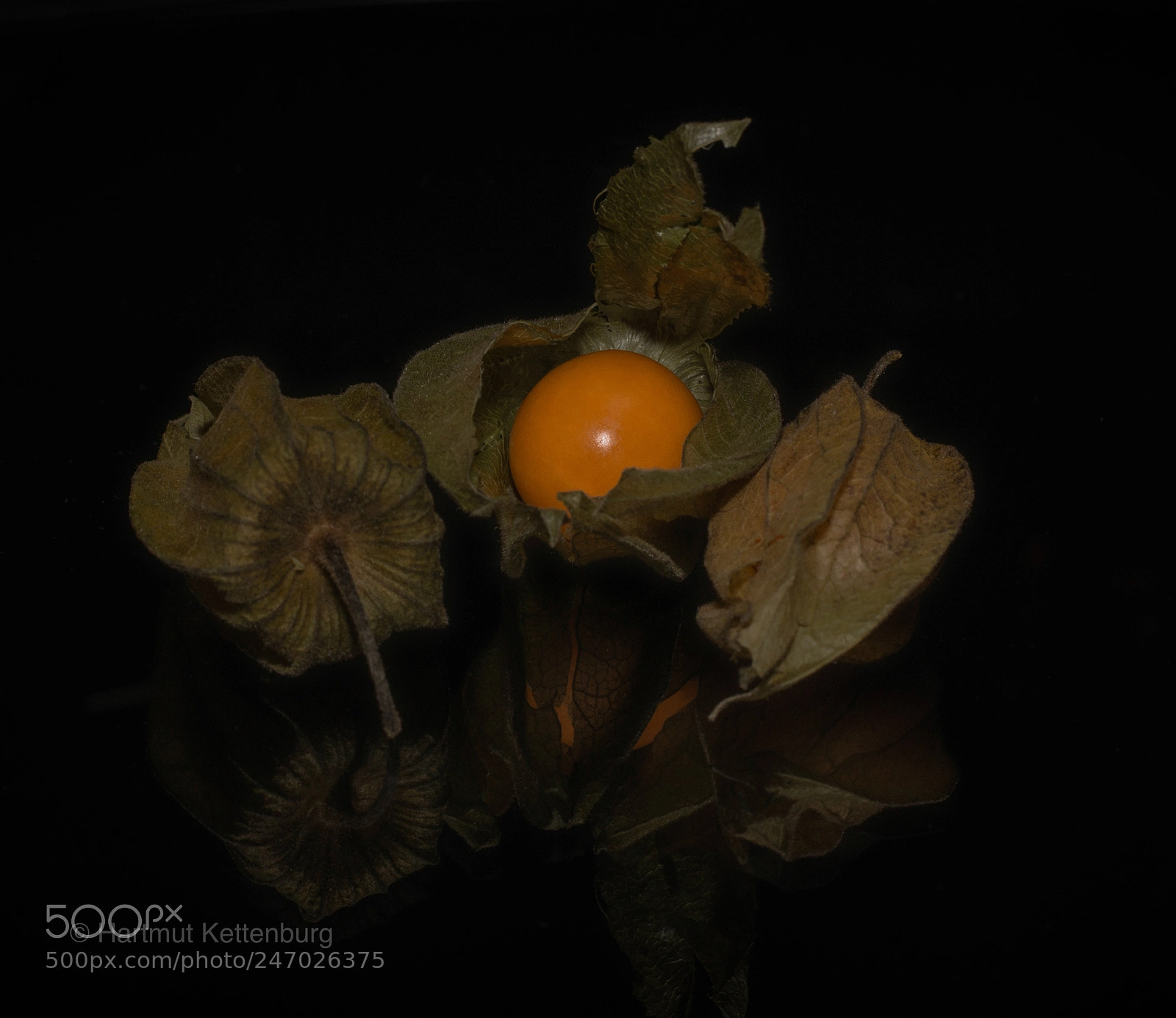 Nikon D800E sample photo. Physalis photography