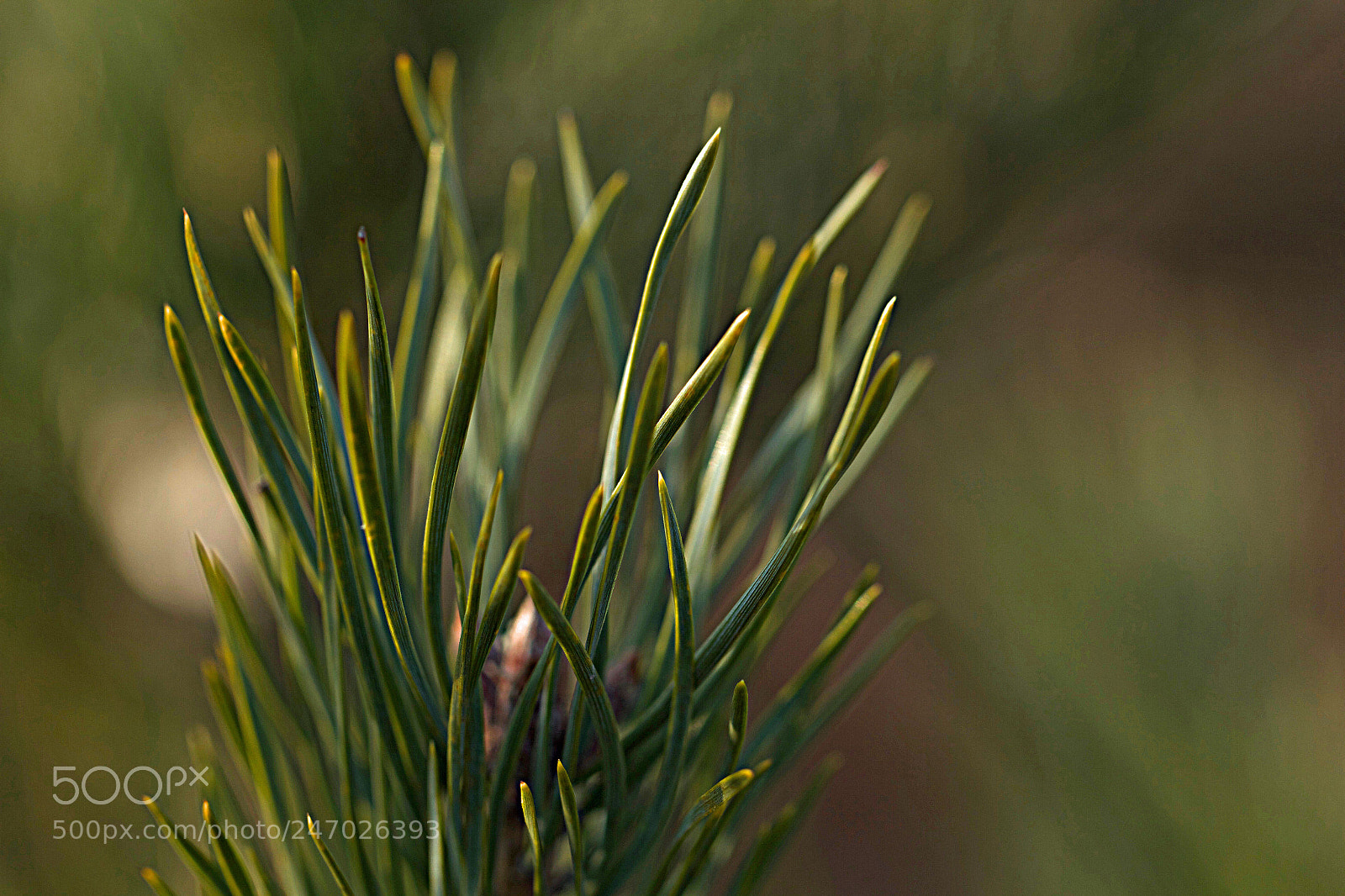 Canon EOS 7D sample photo. Grass photography