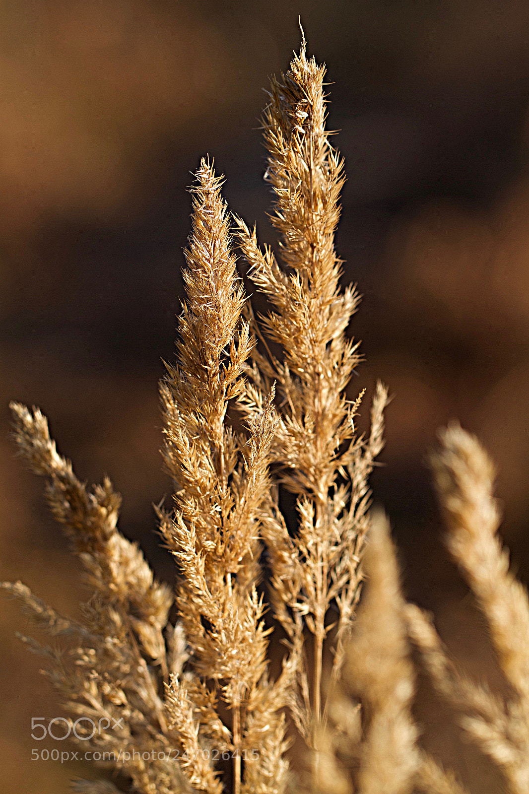 Canon EOS 7D sample photo. Golden photography