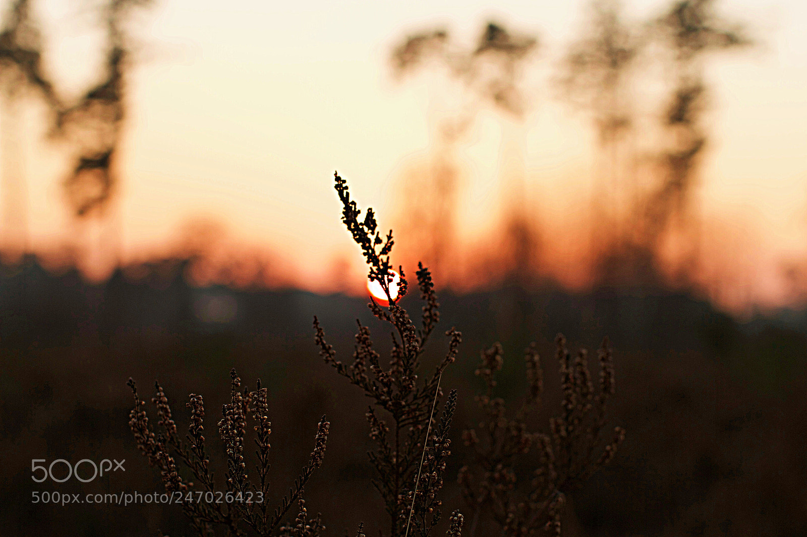 Canon EOS 7D sample photo. Sunset photography