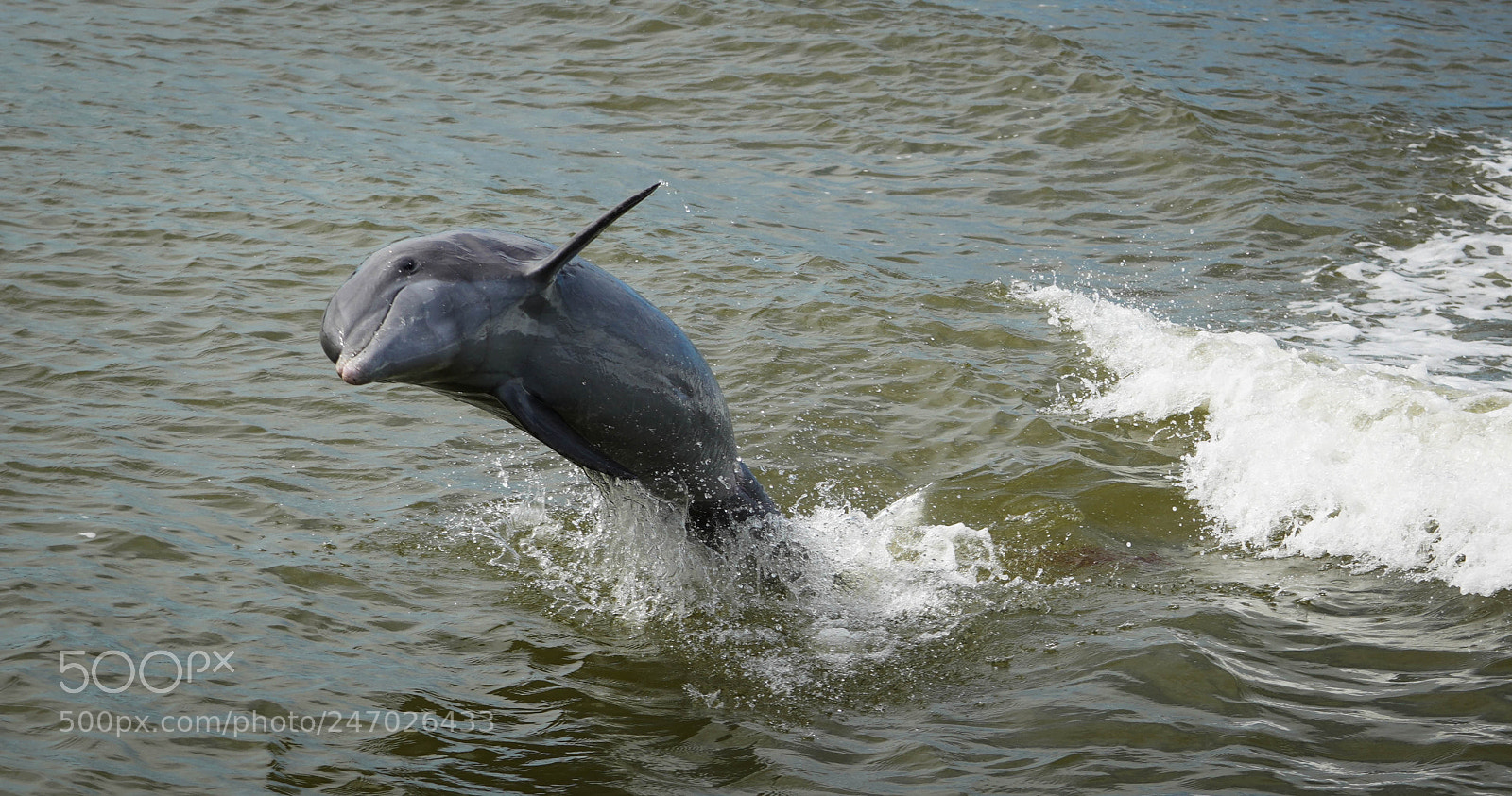 Sony a7R III sample photo. Everglades photography