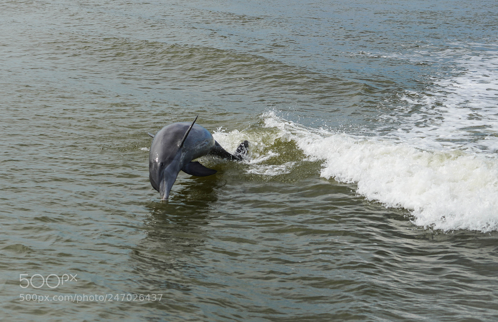 Sony a7R III sample photo. Everglades photography