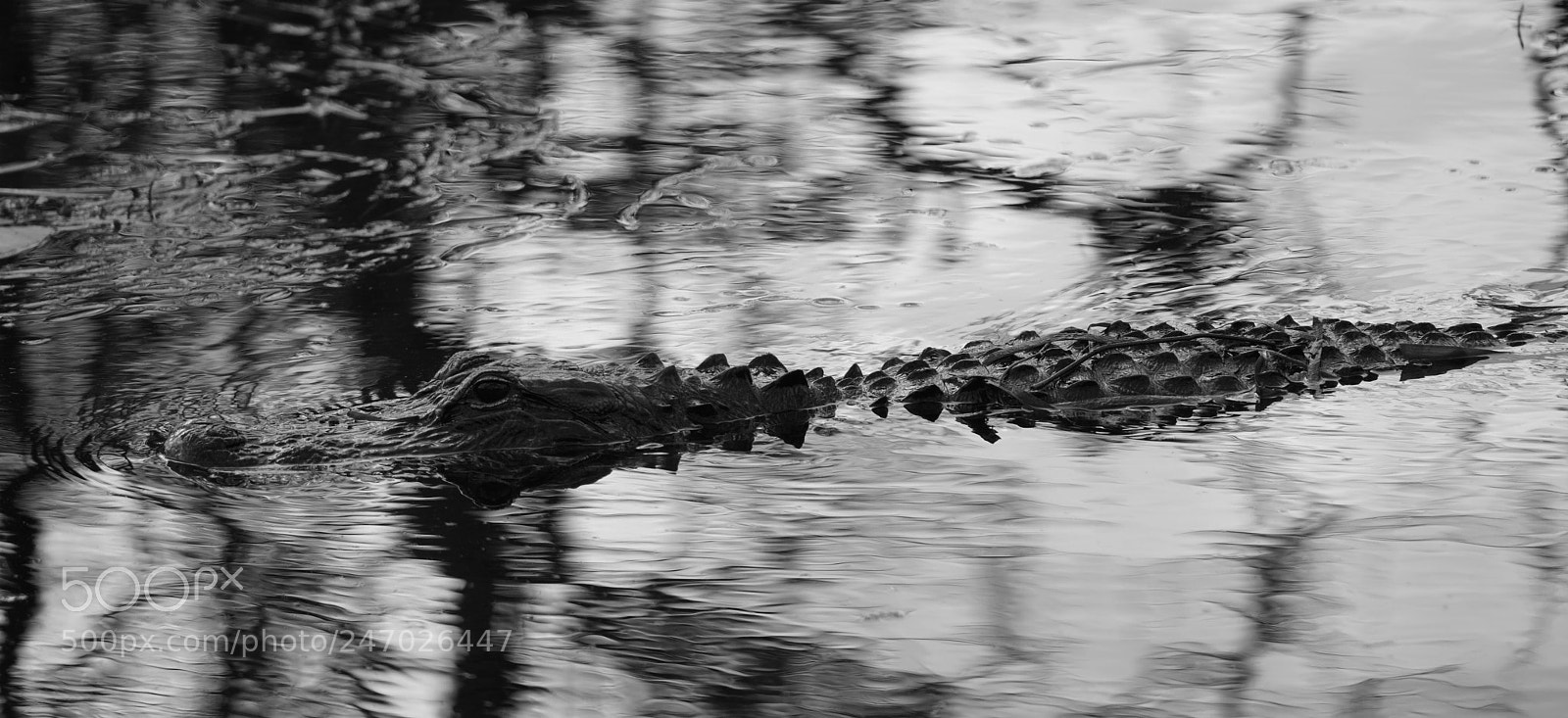 Sony a7R III sample photo. Everglades photography