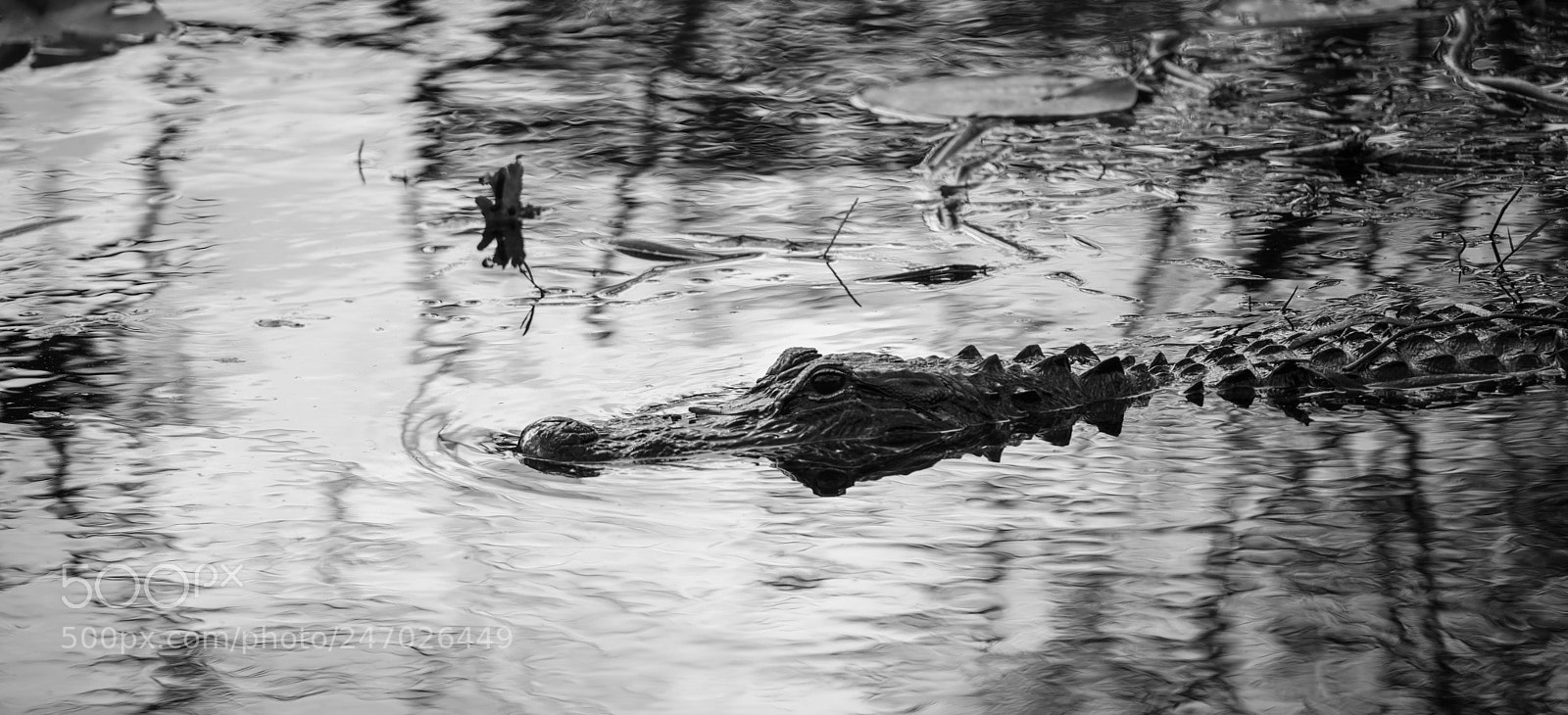 Sony a7R III sample photo. Everglades photography