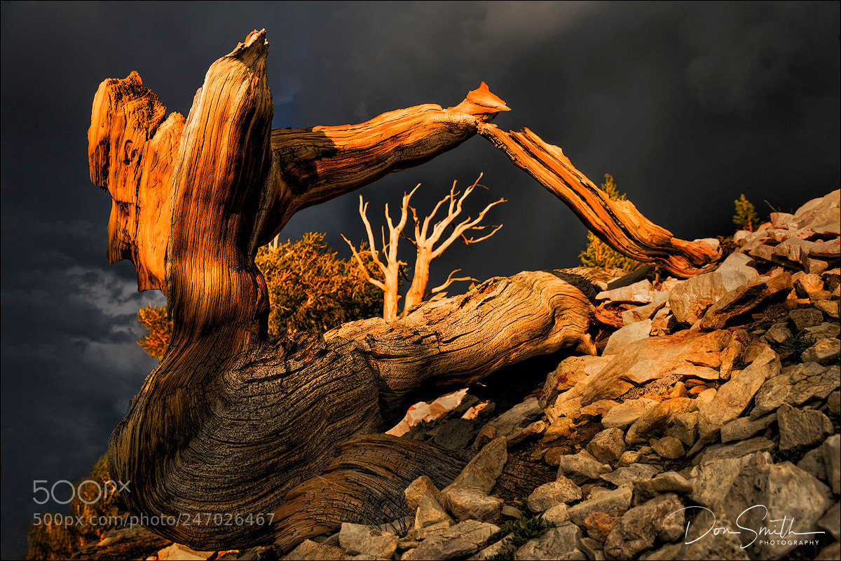 Canon EOS-1Ds Mark II sample photo. Bristlecone against stormy sky photography