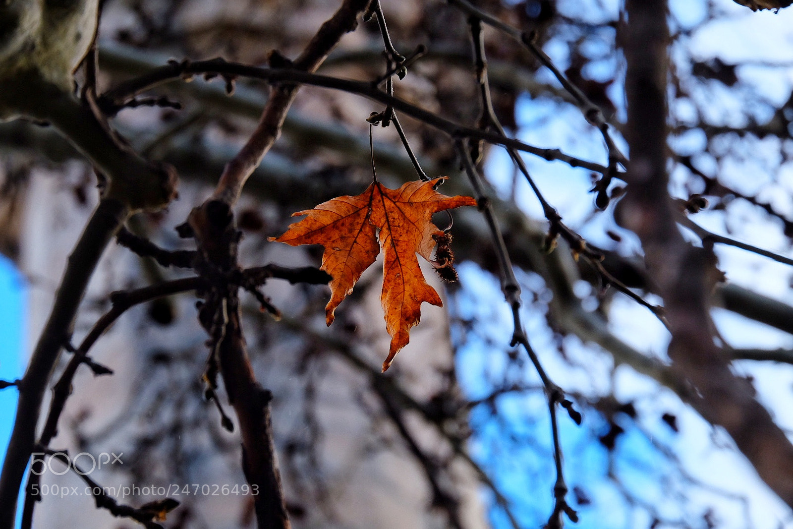 Fujifilm X-T10 sample photo. Untitled photography