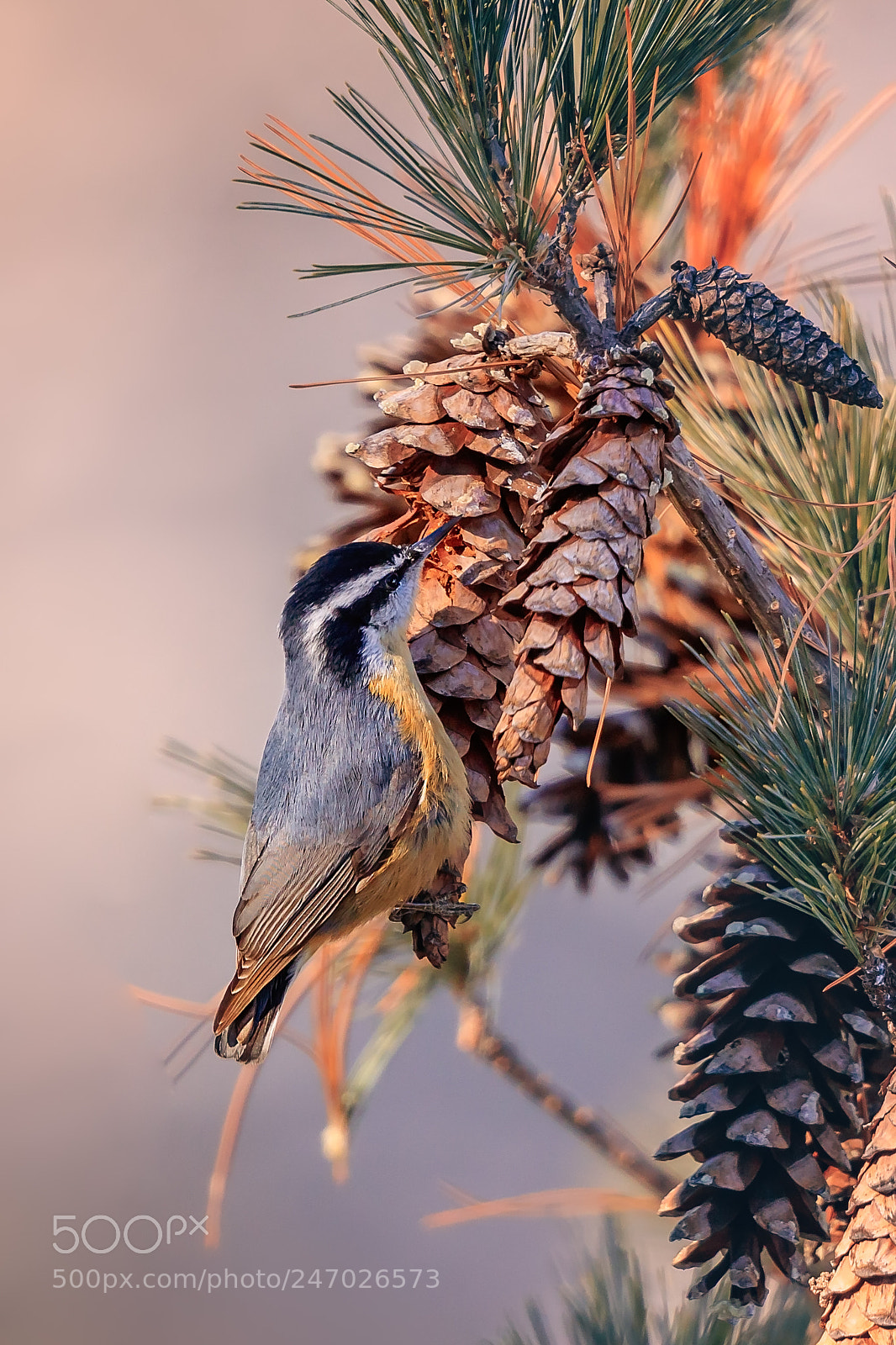 Canon EOS-1D X Mark II sample photo. Black-capped chickadee photography