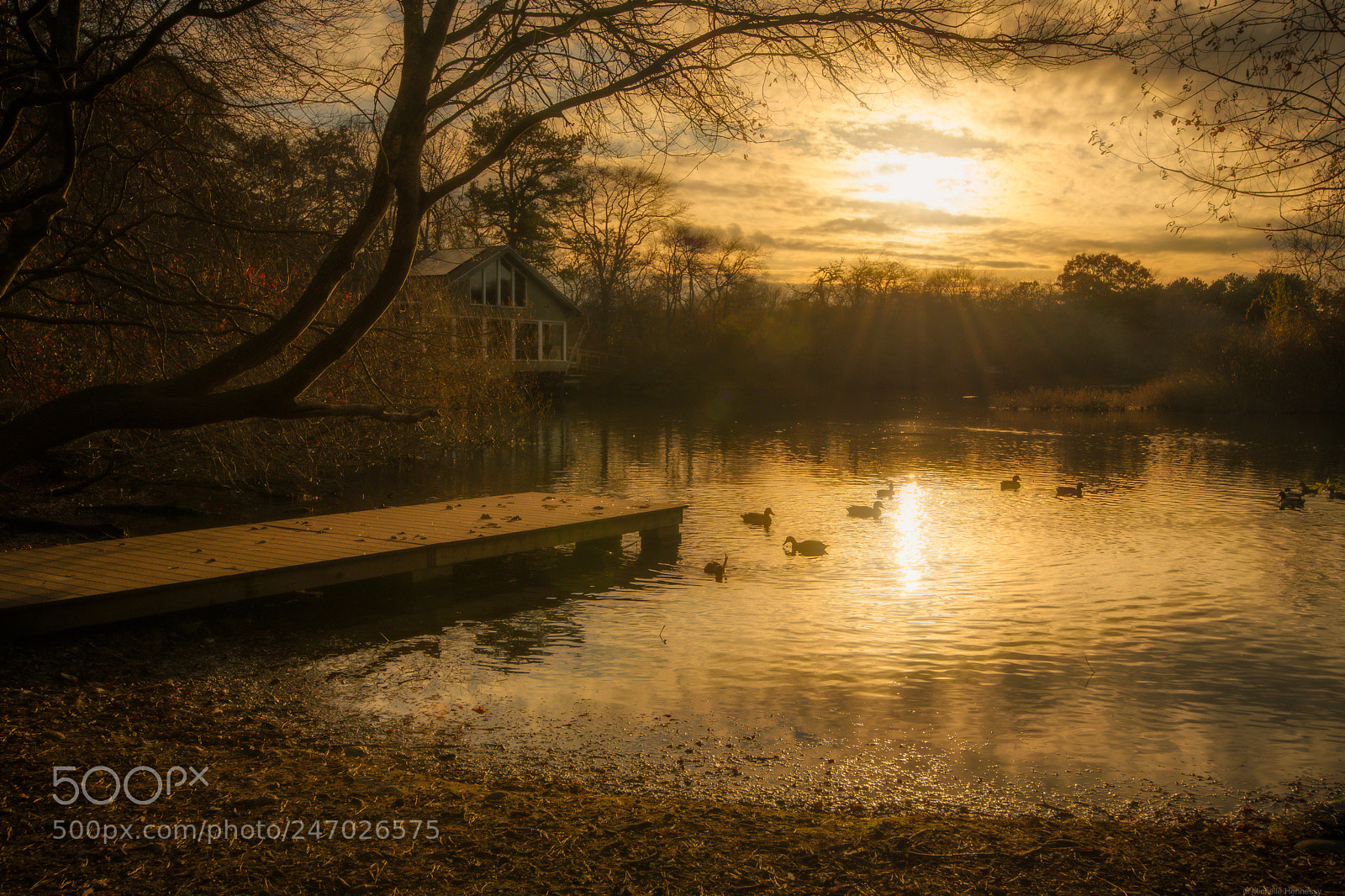 Nikon D850 sample photo. Duck pond dock photography