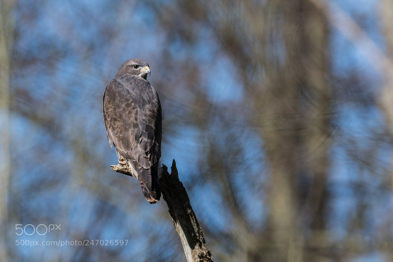 Nikon D850 sample photo. Buse variable buteo buteo photography