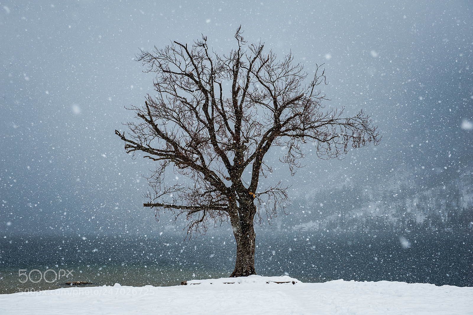 Nikon D700 sample photo. Tree by the lake photography
