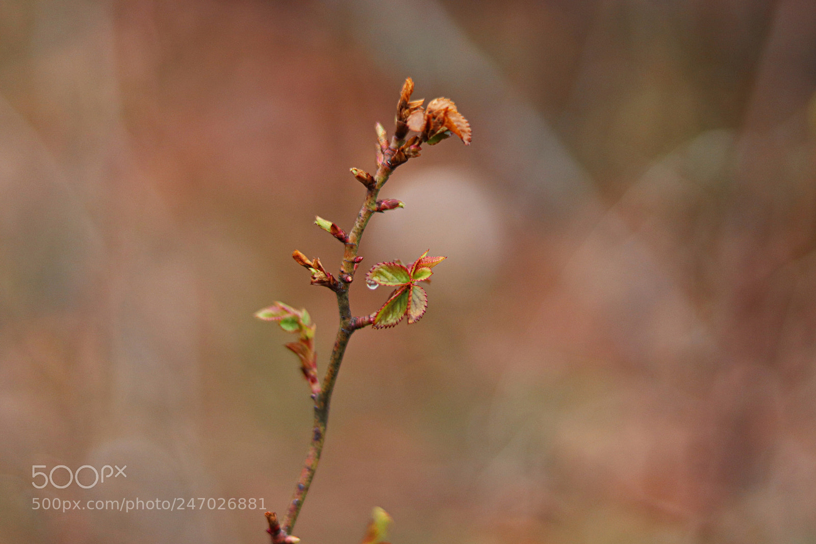 Canon EOS 200D (EOS Rebel SL2 / EOS Kiss X9) sample photo. Before the bloom photography