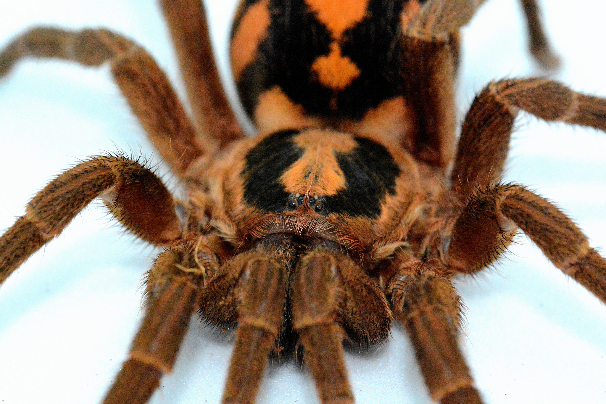 Nikon D7100 + Tamron SP 90mm F2.8 Di VC USD 1:1 Macro (F004) sample photo. Close up picture of a spider photography