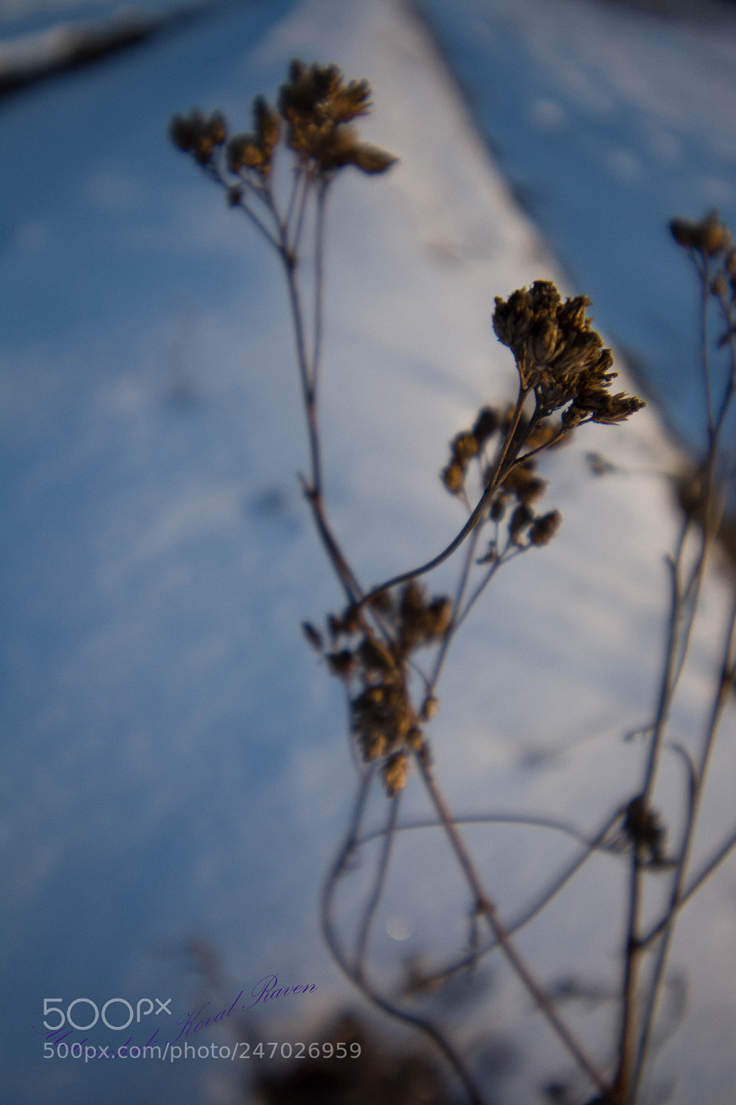 Nikon D5200 sample photo. Small deadwood photography