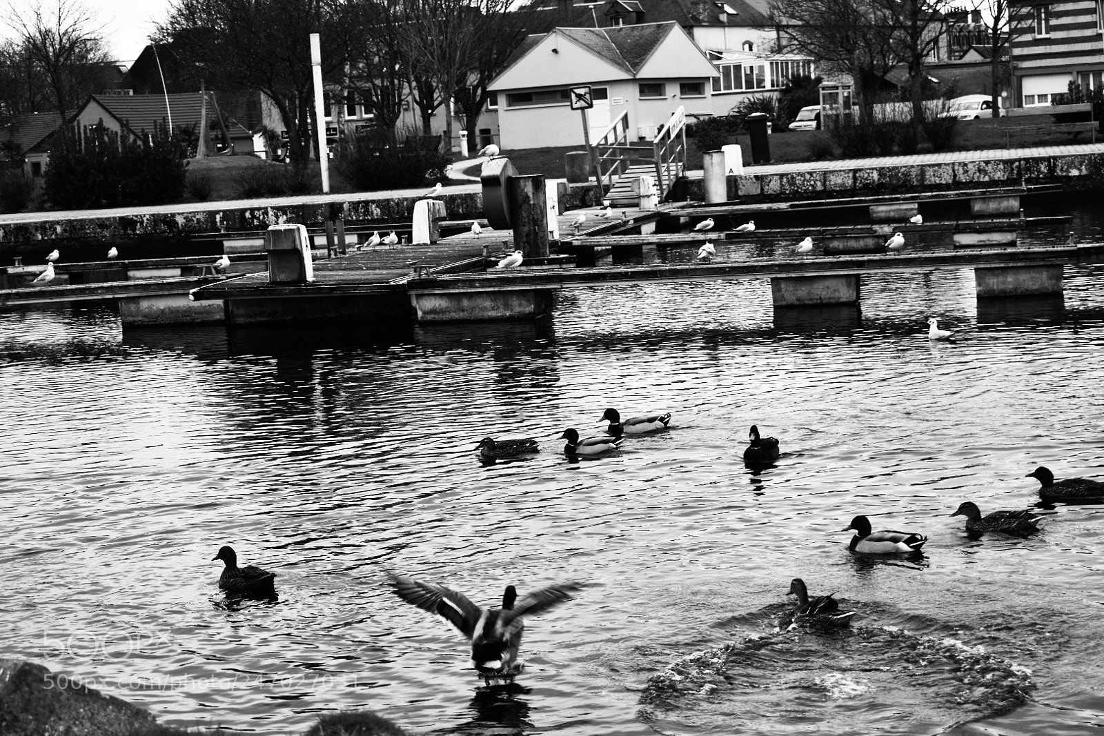 Nikon D3400 sample photo. Black and white duck photography