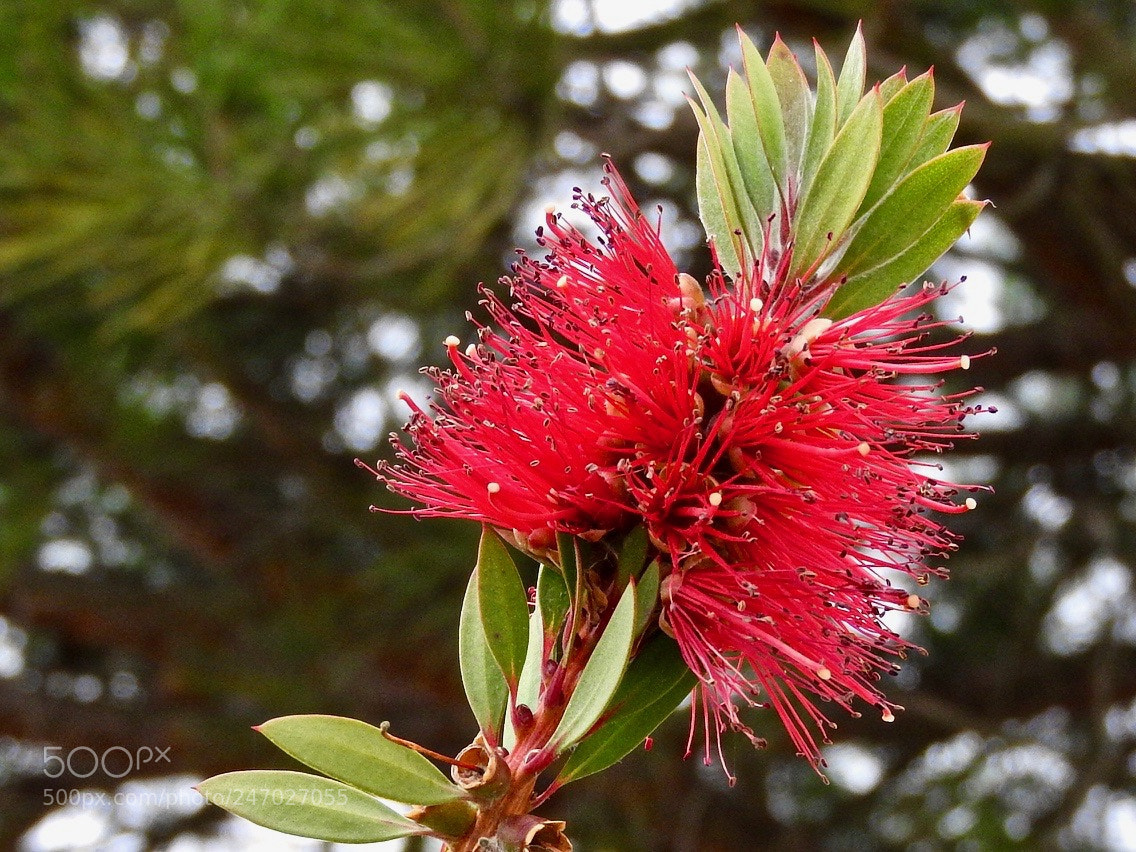 Nikon Coolpix P610 sample photo. Red flower #e photography