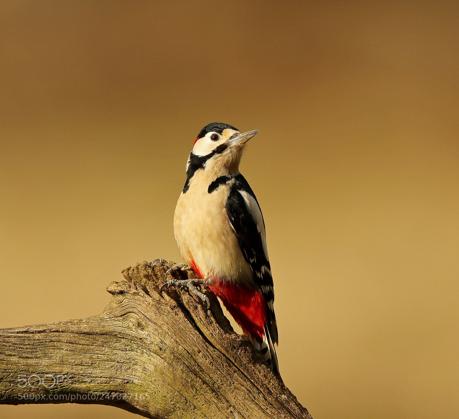 Canon EOS 7D Mark II sample photo. Great spotted woodpecker photography