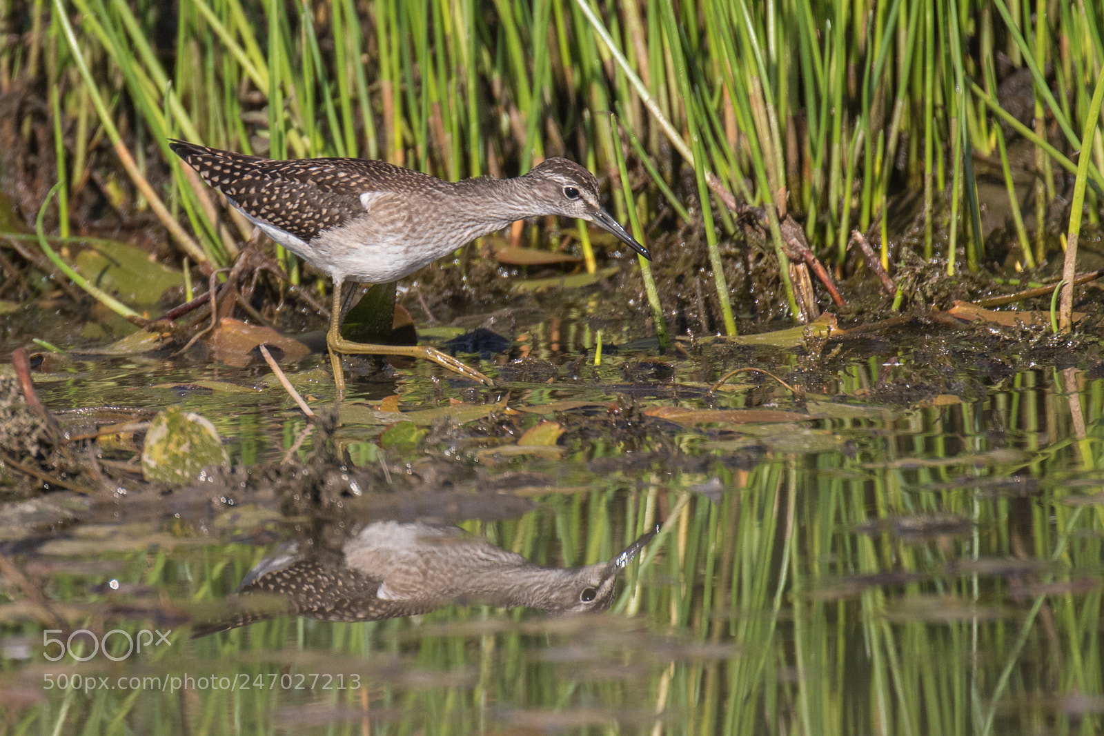 Canon EOS 7D Mark II sample photo. Wood sandpiper - tringa photography