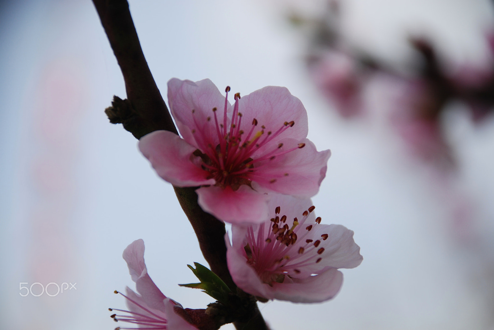 Nikon D80 sample photo. Spring flowers photography