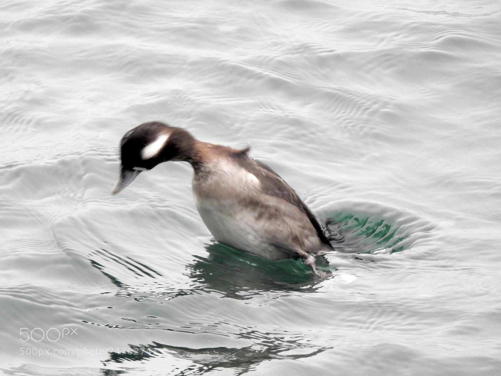 Nikon Coolpix P900 sample photo. Bufflehead photography