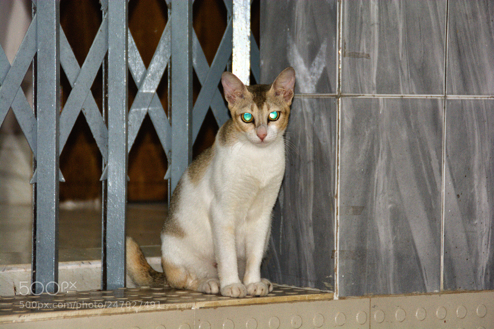 Nikon D5200 sample photo. Cute brown cat with photography