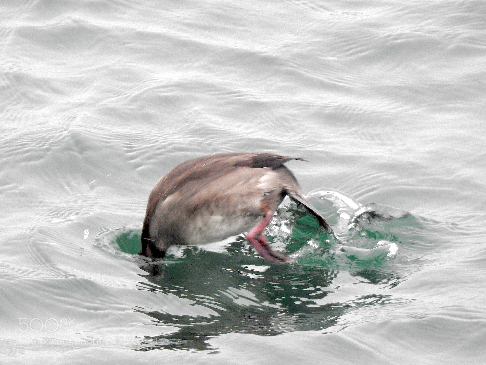 Nikon Coolpix P900 sample photo. Bufflehead photography