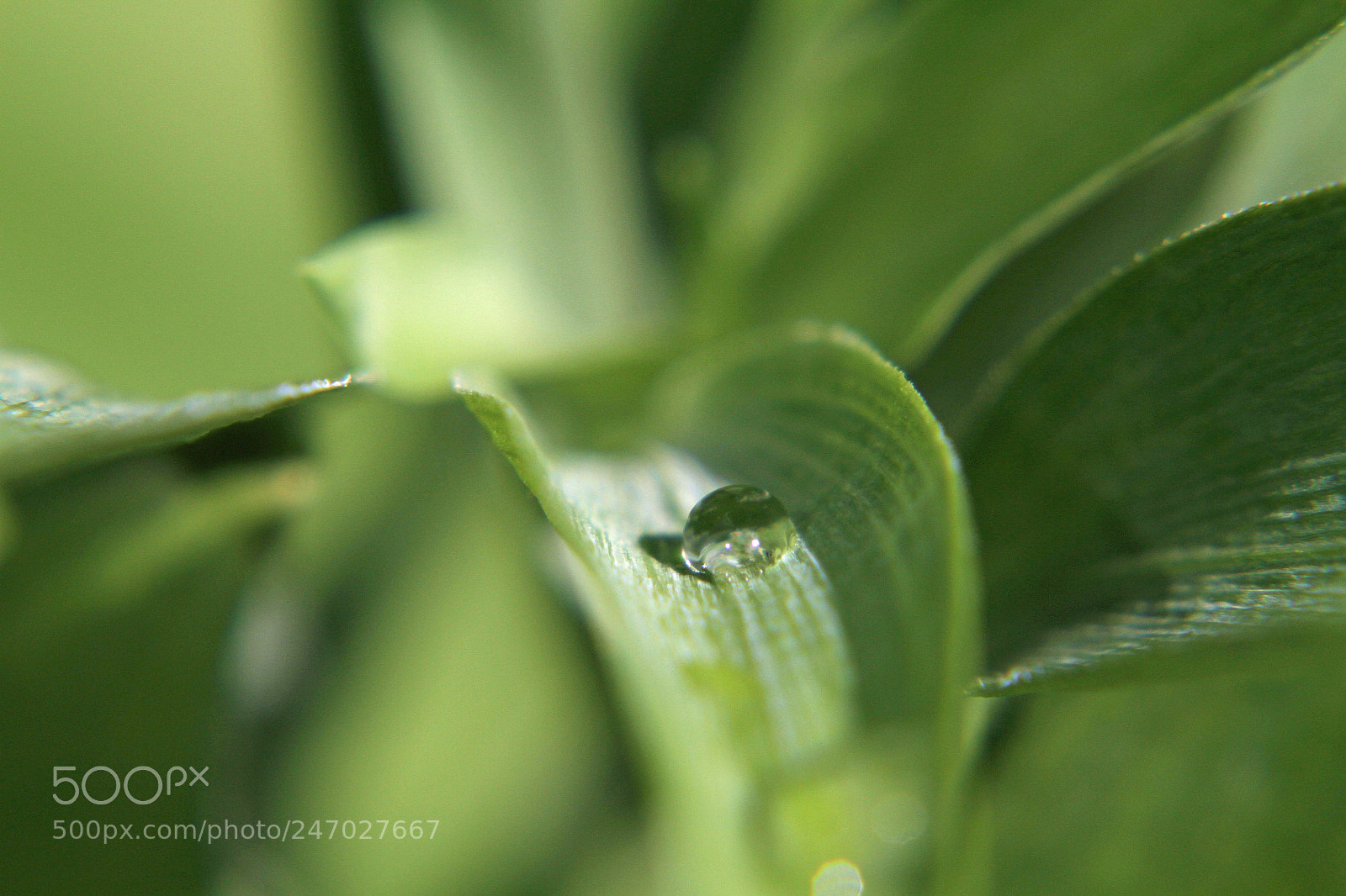 Canon EOS 7D sample photo. Water droplet photography
