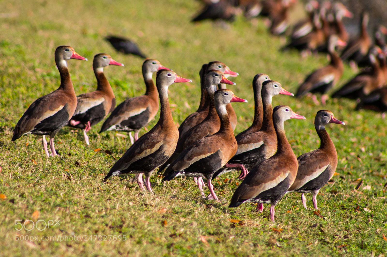 Canon EOS 80D sample photo. Black-bellied whistling duck. photography