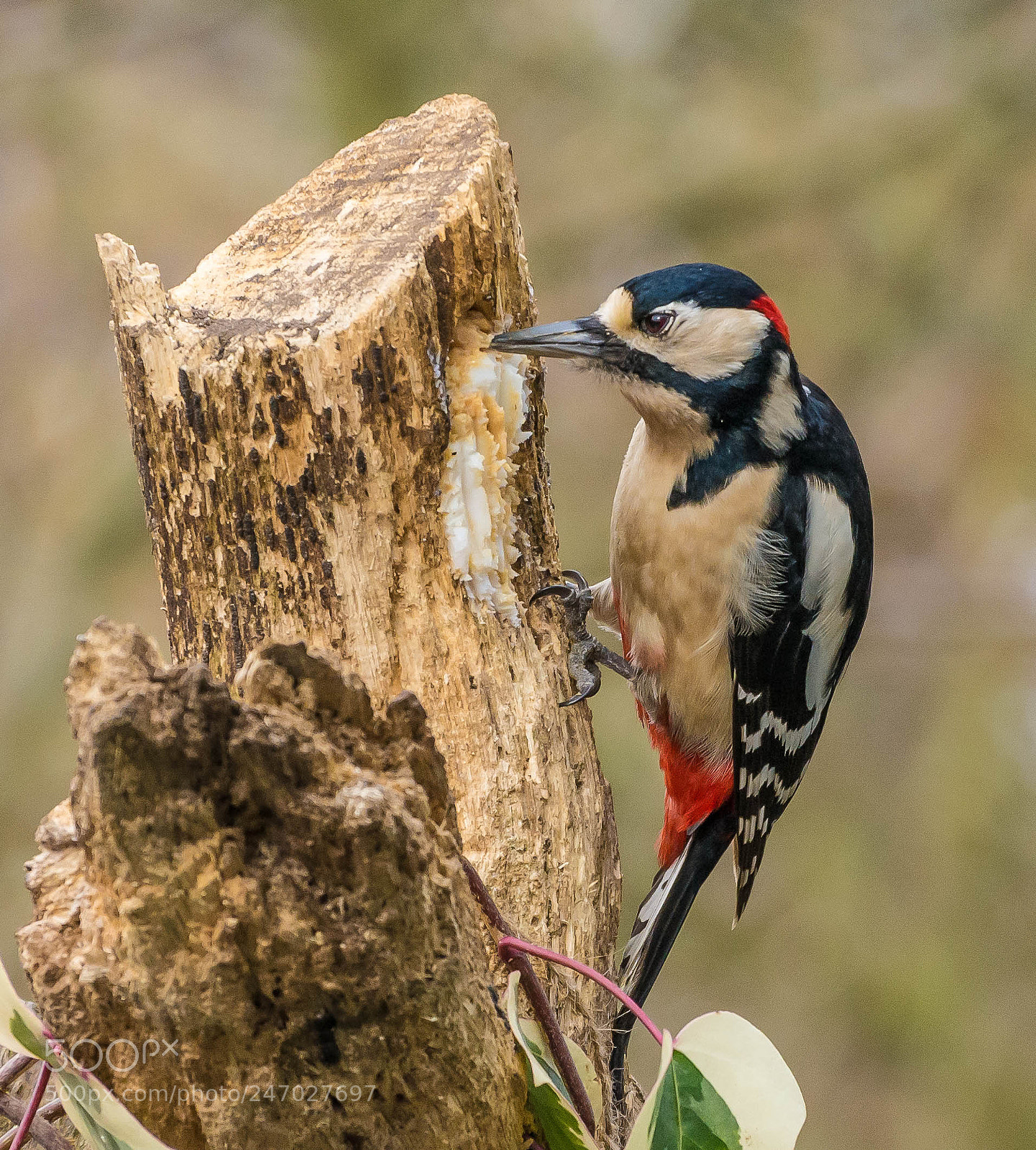Nikon D7100 sample photo. Snack time. photography