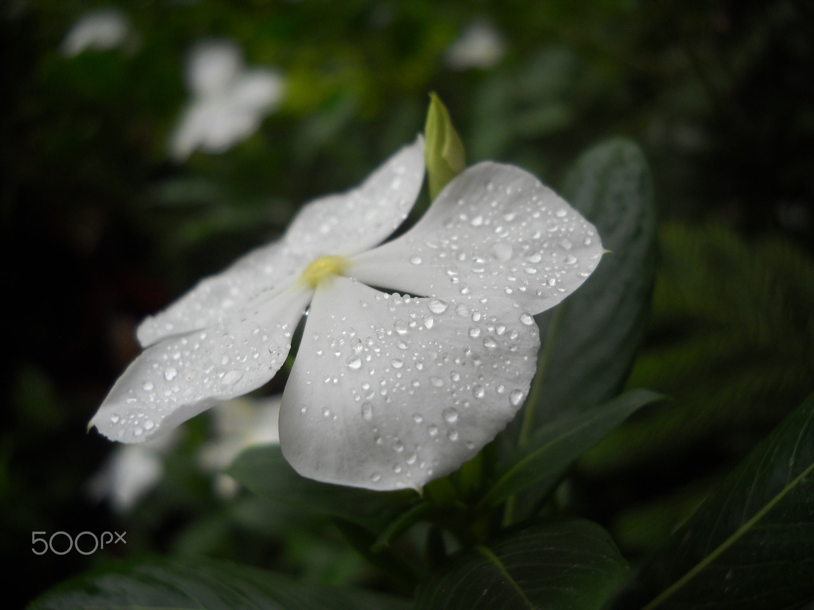 Nikon Coolpix L20 sample photo. Picture photography