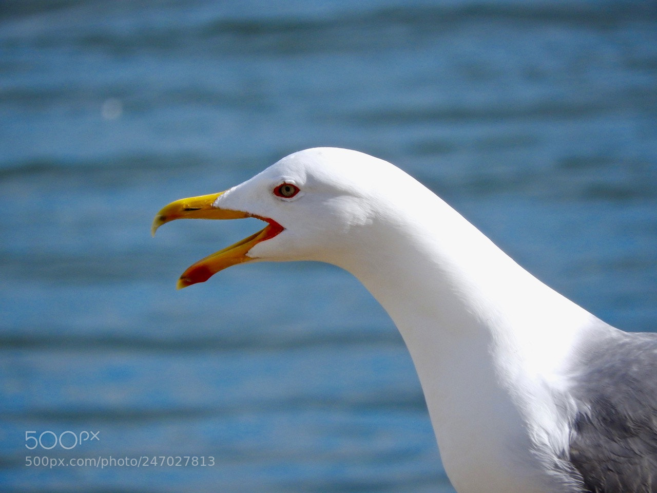 Nikon Coolpix P610 sample photo. Seagull#e photography