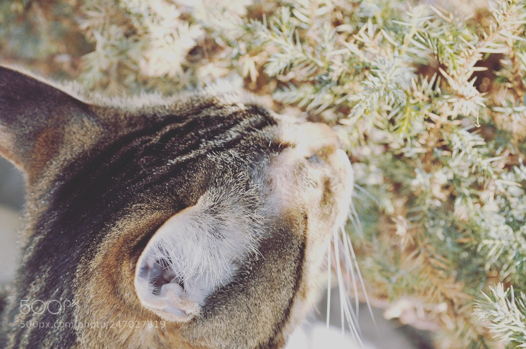 Nikon D5000 sample photo. Kitty ?? photography