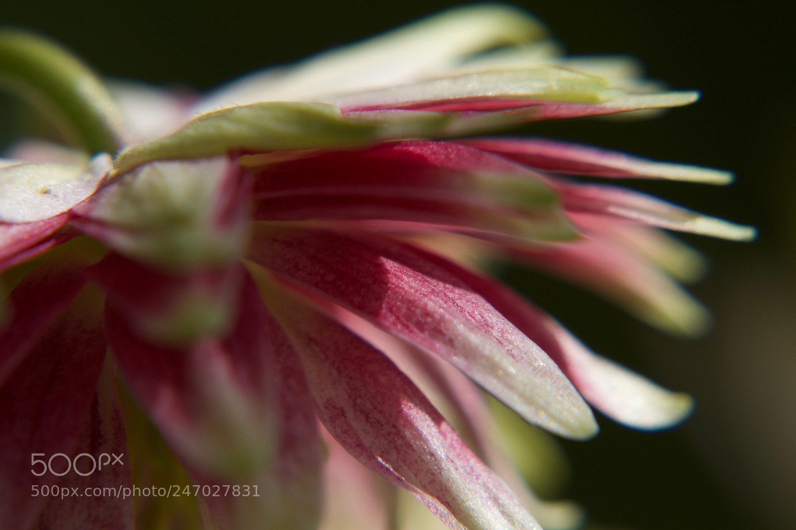 Canon EOS 7D sample photo. Pink photography