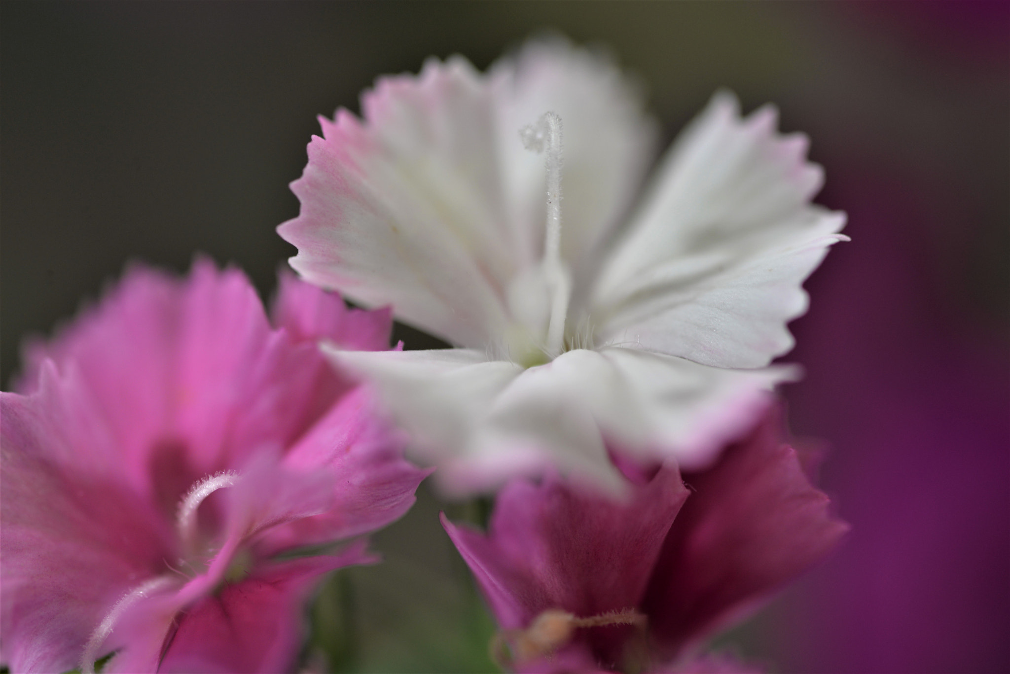 Sigma 105mm F2.8 EX DG OS HSM sample photo