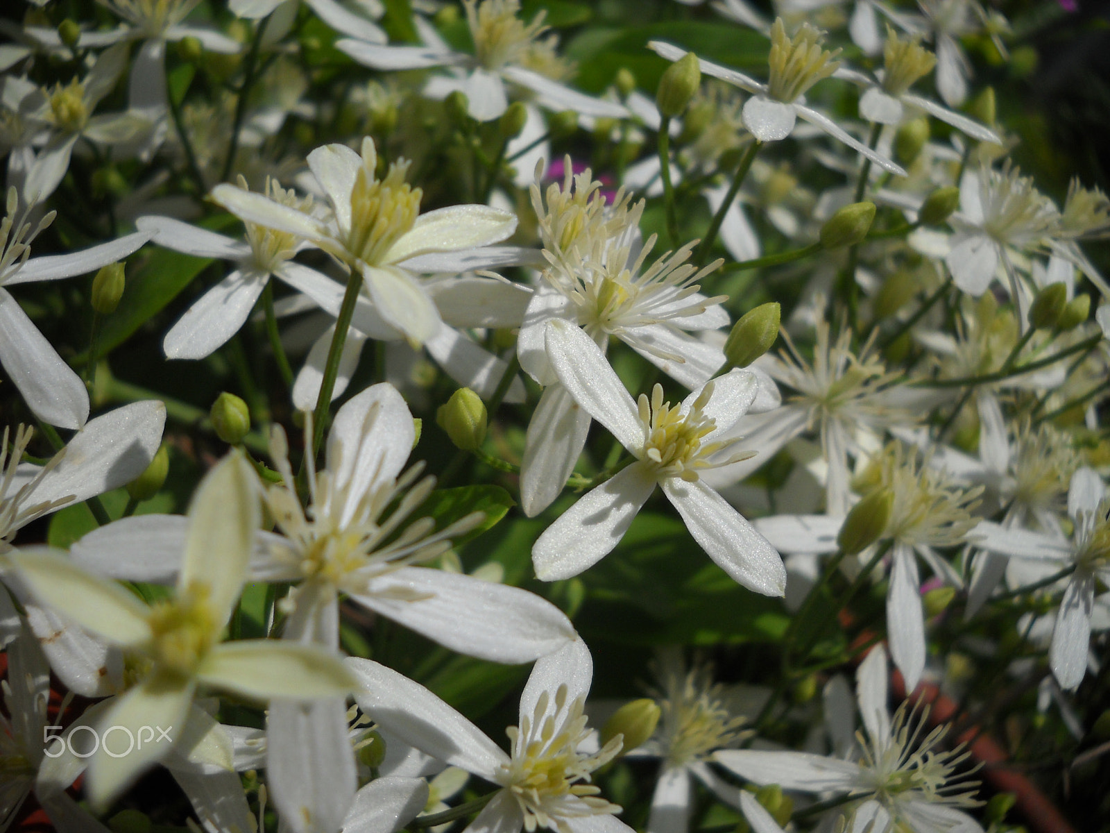 Nikon Coolpix L20 sample photo. Picture photography
